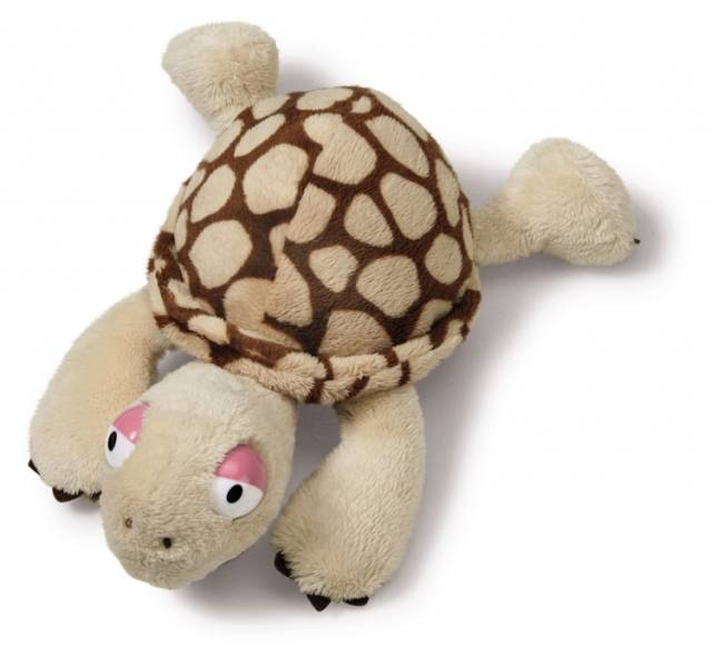 Nici Schildkröte liegend